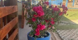 Terrinha de Hidrolandia