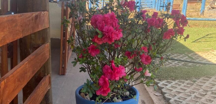 Terrinha de Hidrolandia