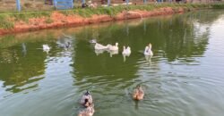 Terrinha de Hidrolandia