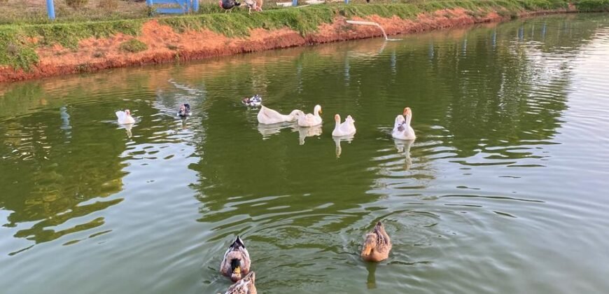 Terrinha de Hidrolandia