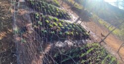 Terrinha de Hidrolandia