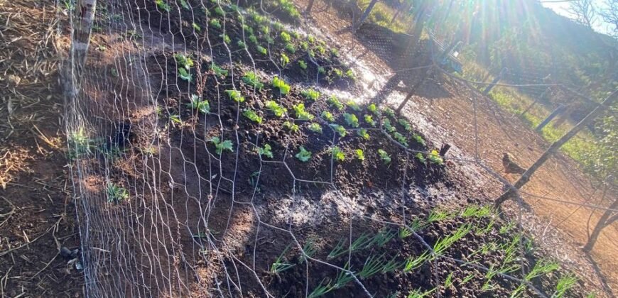 Terrinha de Hidrolandia